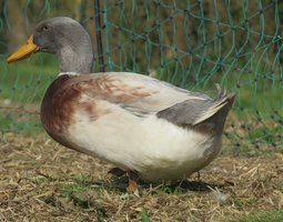 Canard de Saxe