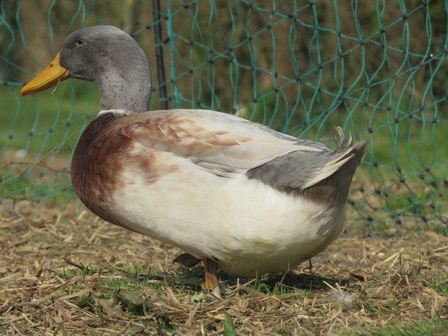 Canard de Saxe