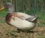 Canard de Saxe