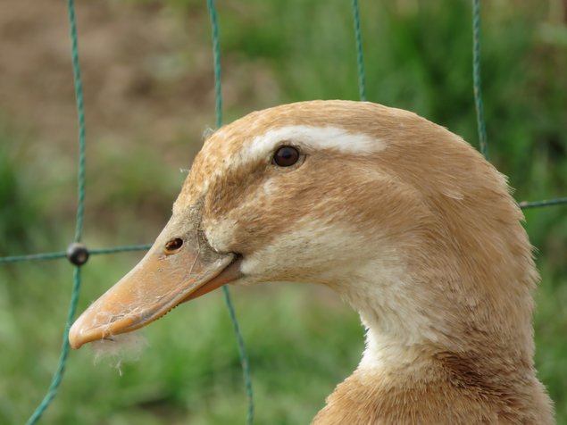 Canard de Saxe