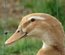Canard de Saxe