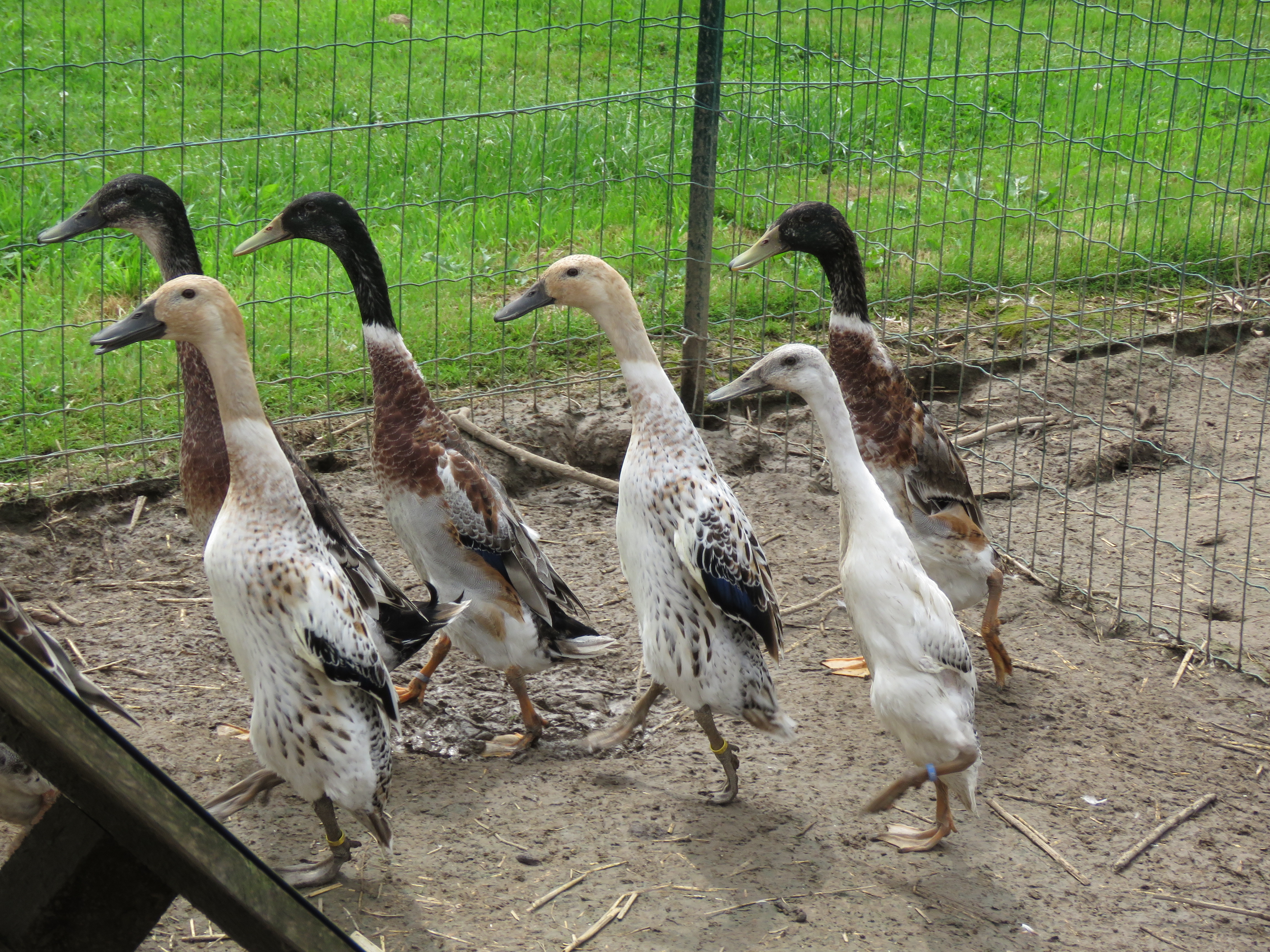 Canard Coureur Indien à Vendre
