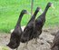 Canard coureur indien noir