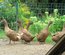 Canard Campbell anglais brun sauvage foncé