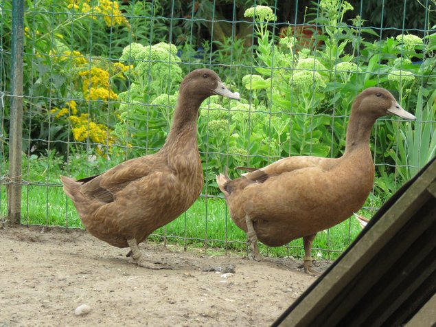 Canard Campbell anglais brun sauvage foncé