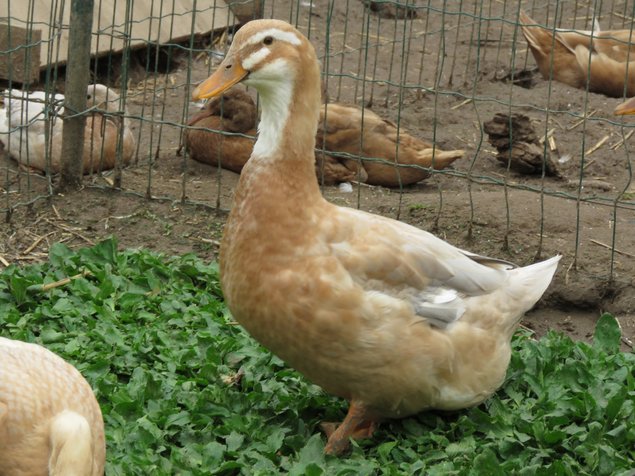 Canard de Saxe