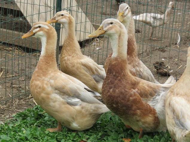 Canard de Saxe