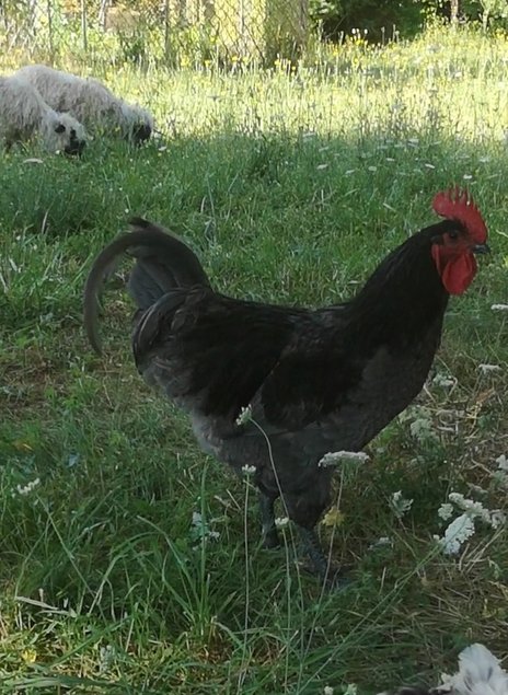 Oeufs de géante de Jersey