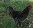 Oeufs de géante de Jersey