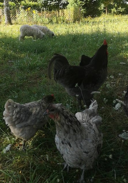 Oeufs de géante de Jersey