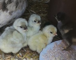 Oeufs de géante de Jersey
