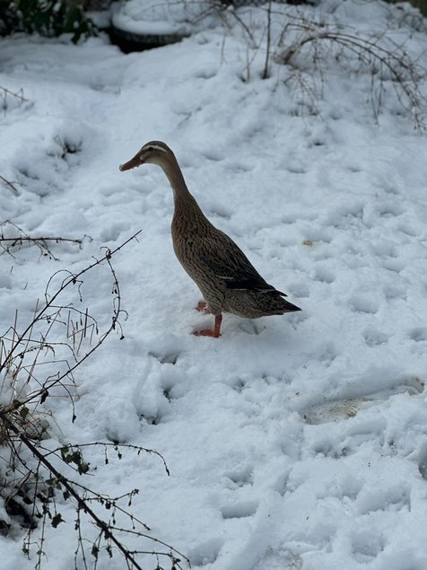 Canard coureu indien truité