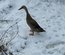 Canard coureu indien truité
