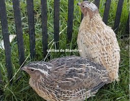 2 oeufs cailles porteur céladon en ovopack