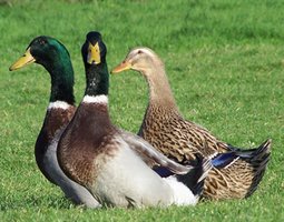 oeufs a couver de canes de rouen