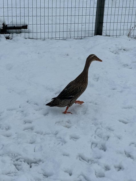 Canard coureu indien truité