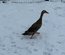 Canard coureu indien truité
