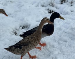 Canard coureu indien truité