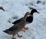 Canard coureu indien truité