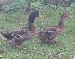 Canard de la Vénétie