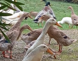 Oeufs de canards coureurs indiens dont certains huppés (canards de Bali)