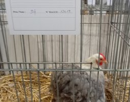 Pékins bobtail
