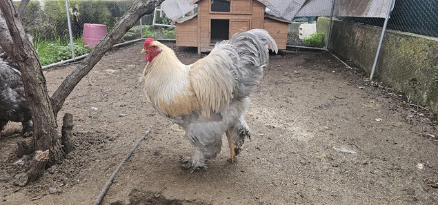 Brahma