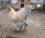 Brahma