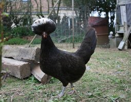 (LVDC) Hollandaise Huppée Toutes Couleurs Lisses et Frisés