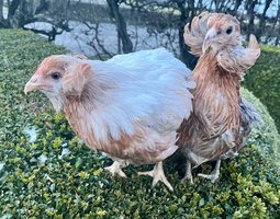 Oeuf feconde araucana