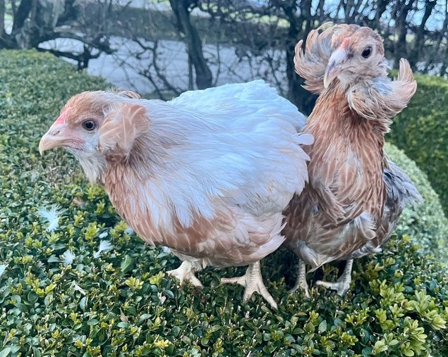 Oeuf feconde araucana