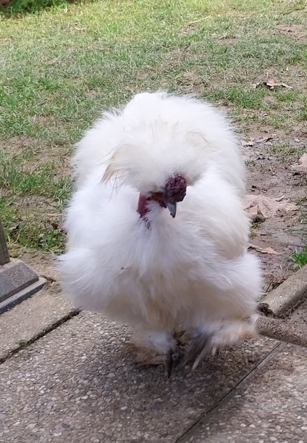Oeufs à couver poule soie emballage sécurisé