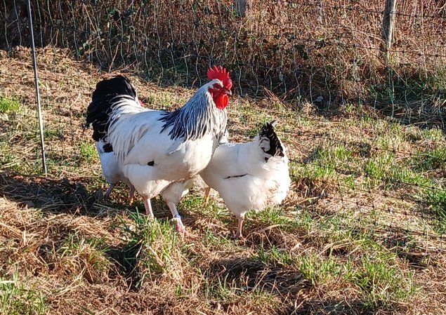 Oeufs Sussex Blanche Herminé Noir