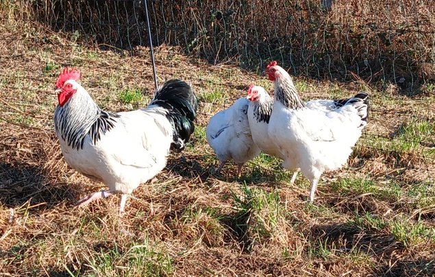 Oeufs Sussex Blanche Herminé Noir
