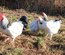 Oeufs Sussex Blanche Herminé Noir
