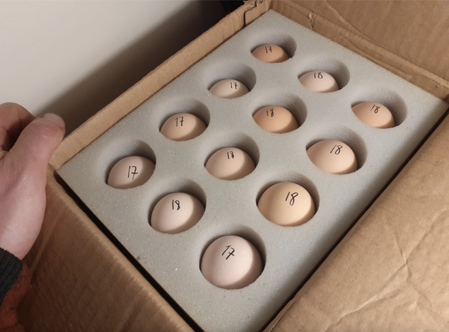 Oeufs fécondés de Coucou de Rennes