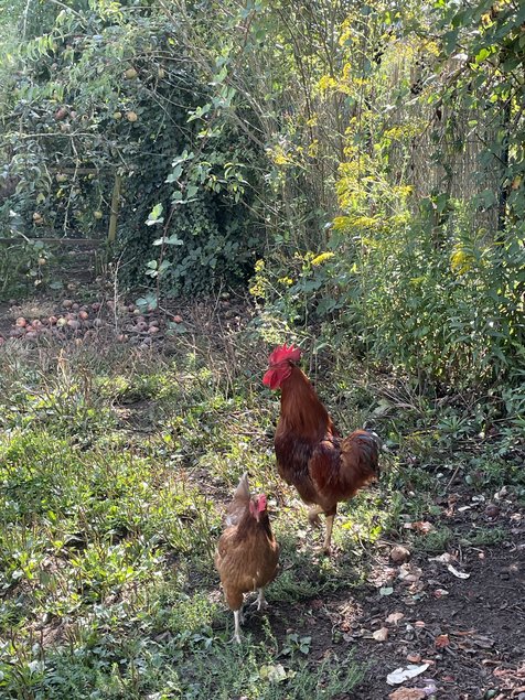 Œufs Fécondés de Poules Rousses