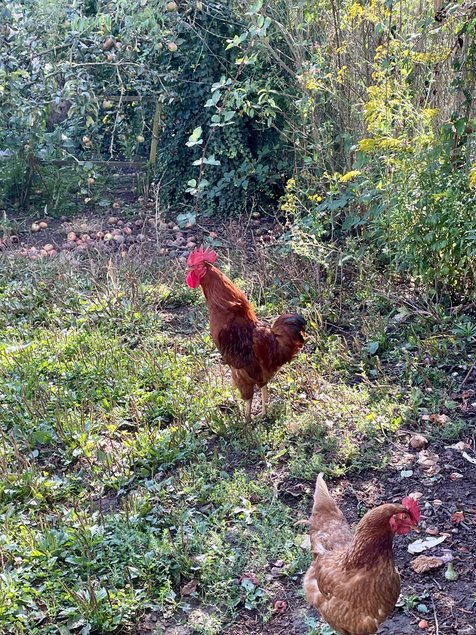 Œufs Fécondés de Poules Rousses
