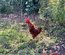 Œufs Fécondés de Poules Rousses