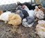 Oeufs PEKIN pures races