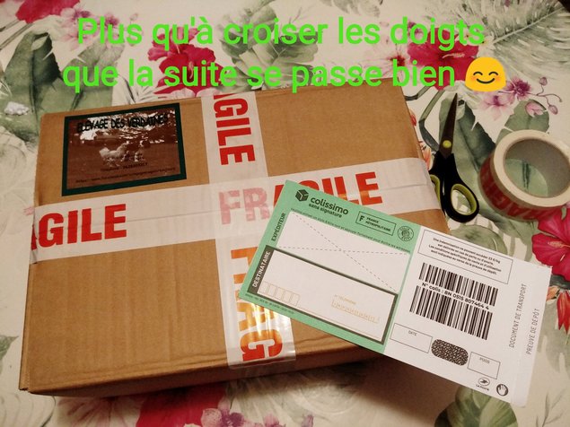 Oeufs à couver poule soie emballage sécurisé