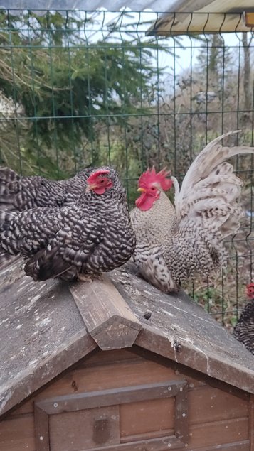 oeufs chabo coucou