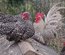 oeufs chabo coucou
