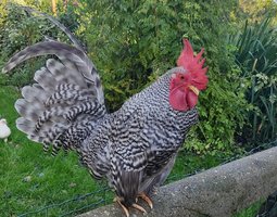 oeufs chabo coucou