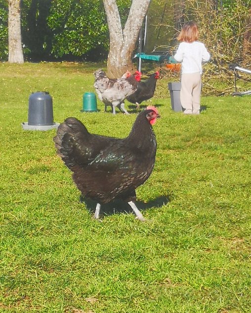 Oeufs de géante de Jersey