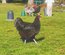 Oeufs de géante de Jersey