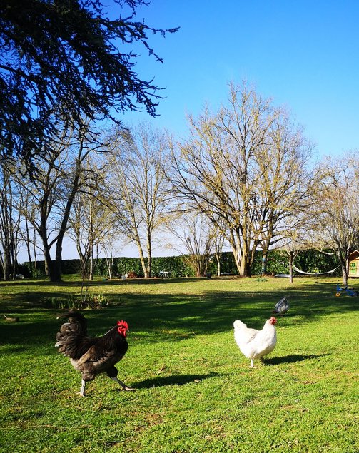 Oeufs de géante de Jersey