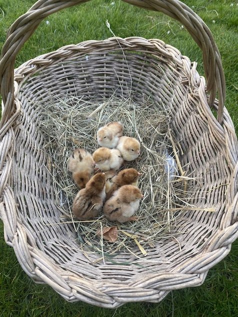 Œufs fécondés de Sussex tricolore pur œuf beige