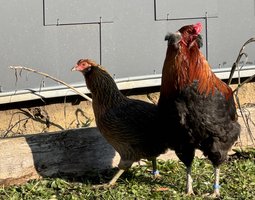 Araucana