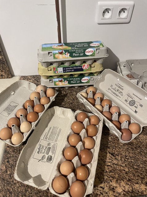 Œufs Fécondés de Poules Rousses
